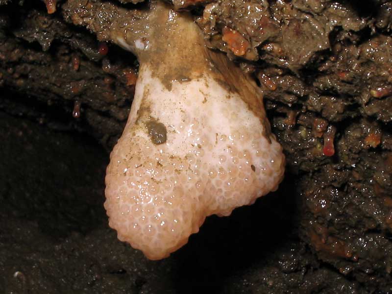 Alcyonium digitatum under an overhang at low tide - close up view.