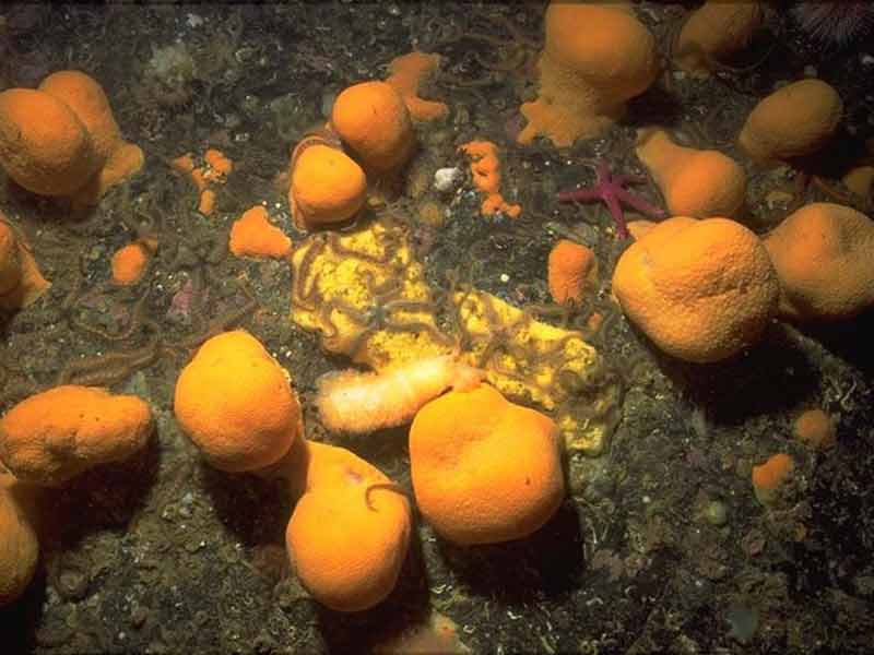 Colonies of brown Alcyonium digitatum with polyps withdrawn.