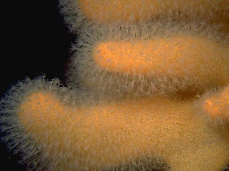 Alcyonium digitatum - close-up of polyps.