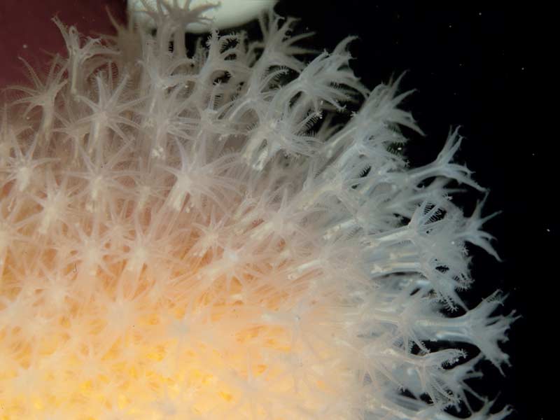 The polyps of dead man's fingers Alcyonium digitatum.