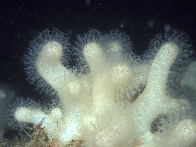 White dead man's fingers, Mew Stone, Plymouth Sound.