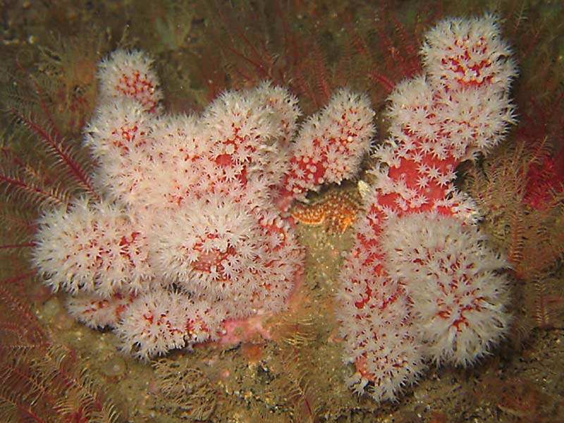 Alcyonium glomeratum on the Manacles, southwest Cornwall.