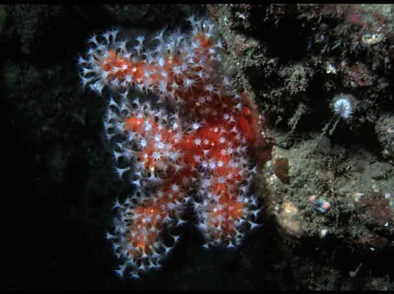Image: Red sea fingers.
