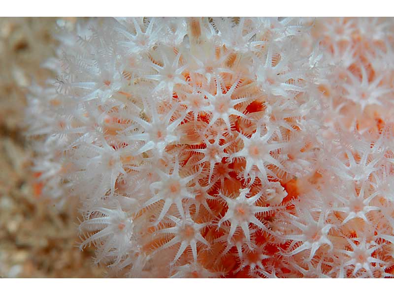 Close up of Alcyonium glomeratum expanded polyps at Hand Deeps, Plymouth.