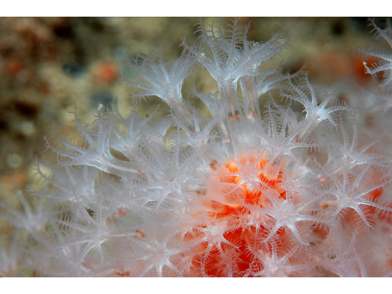 Close up of Alcyonium glomeratum polyps, at Hand Deeps, Plymouth.