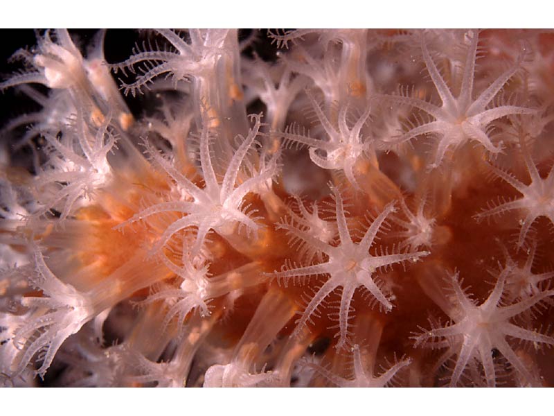 Close up of Alcyonium glomeratum polyps in the Channel Isles.
