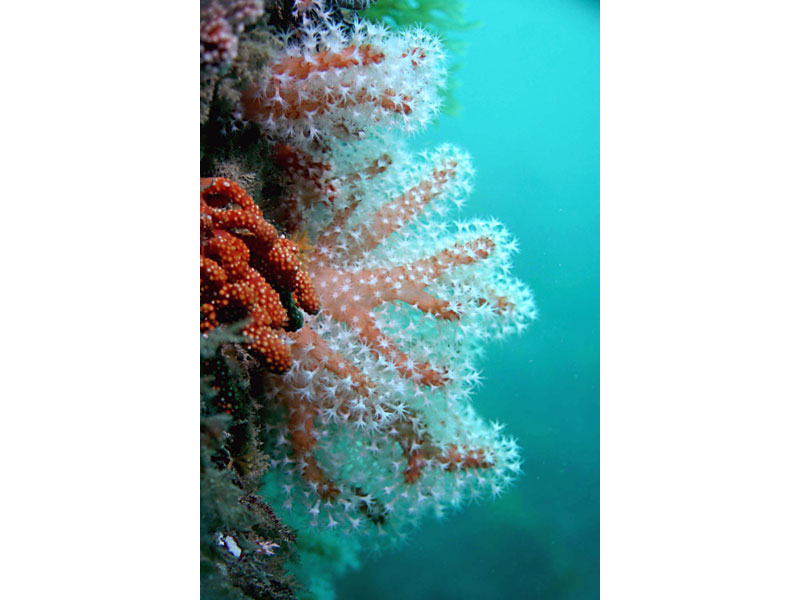 Alcyonium glomeratum showing open and closed polyps in the Channel Isles.