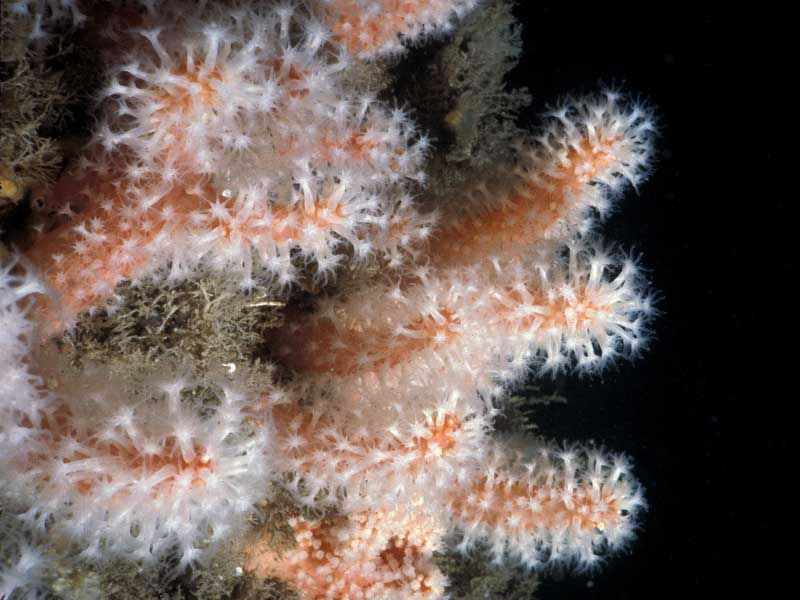 Alcyonium glomeratum against a black background.