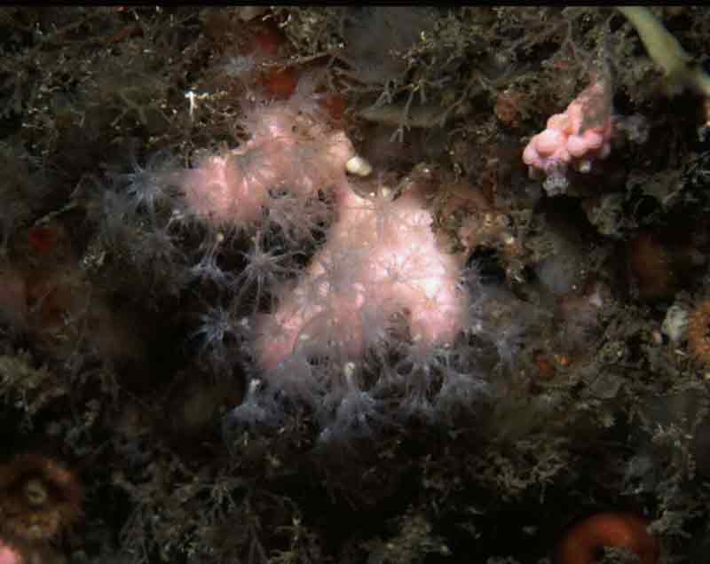Small colony of Alcyonium hibernicum on cave wall.