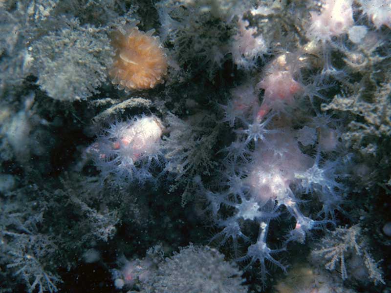 Alcyonium hibernicum with a diameter of 6 cm, at Knoll Pins on Lundy Island.