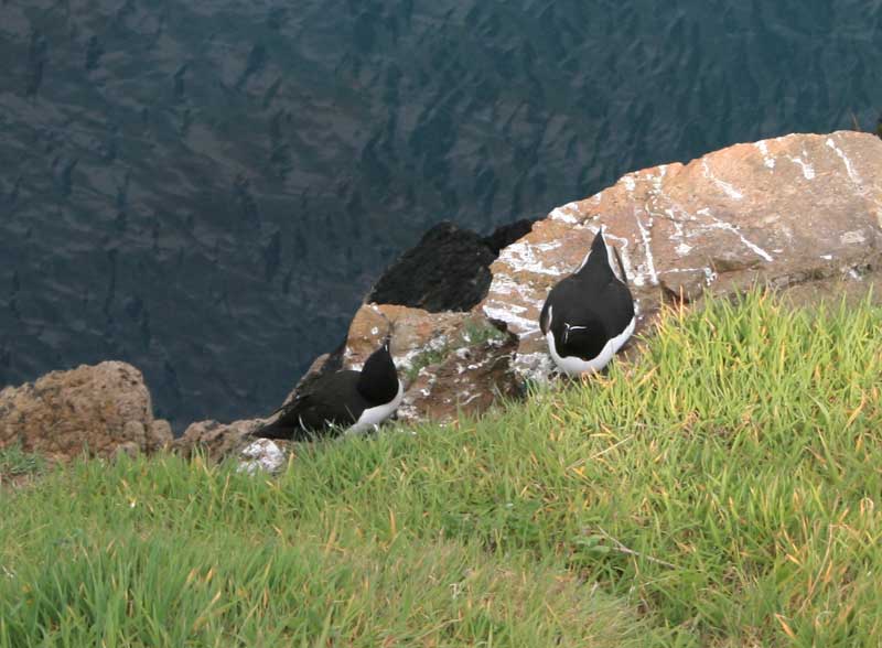 Razorbills, Alca torda.