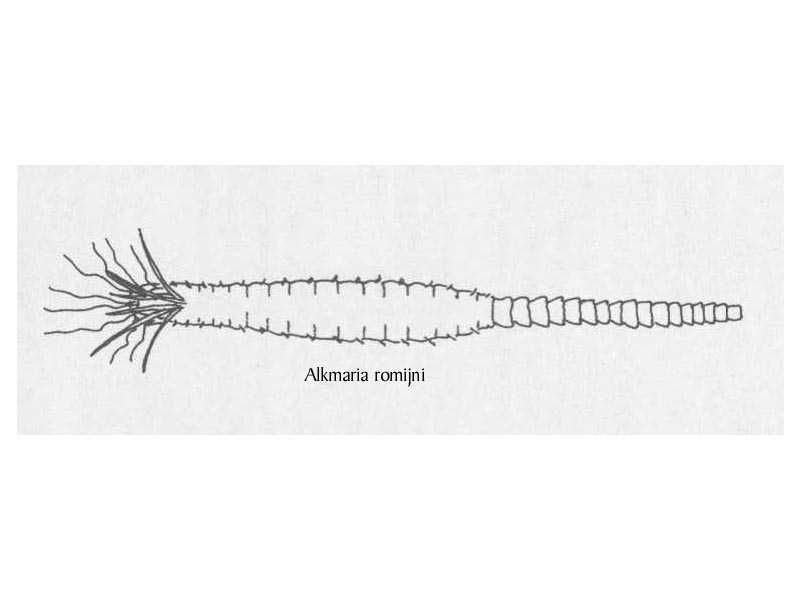 Line drawing of Alkmaria romijni.