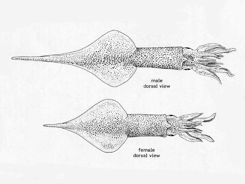 Line drawing of Alloteuthis subulata.