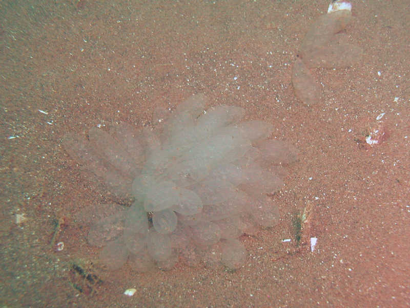 Alloteuthis subulata egg mass.