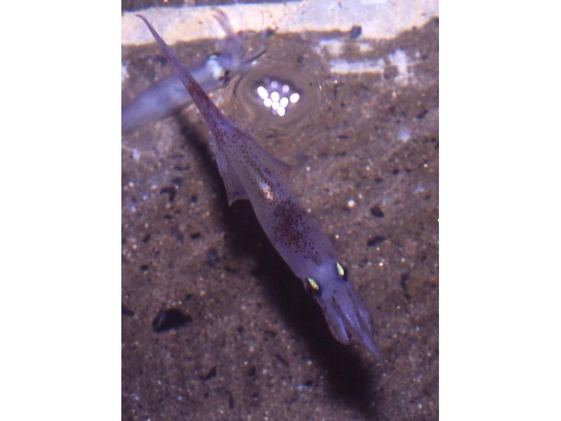 Adult Alloteuthis subulata in a laboratory tank.