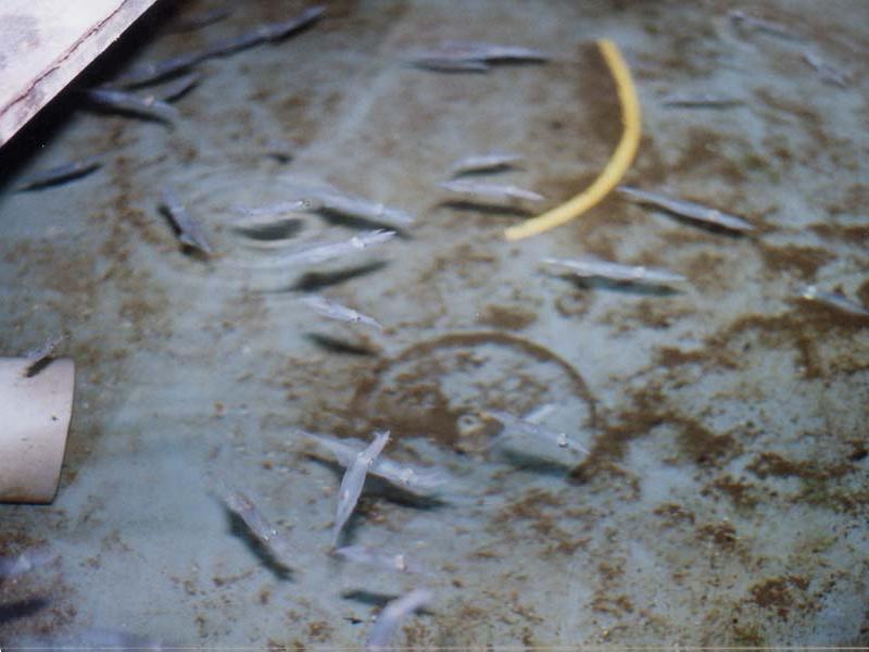 Juvenile Alloteuthis subulata in a laboratory tank.