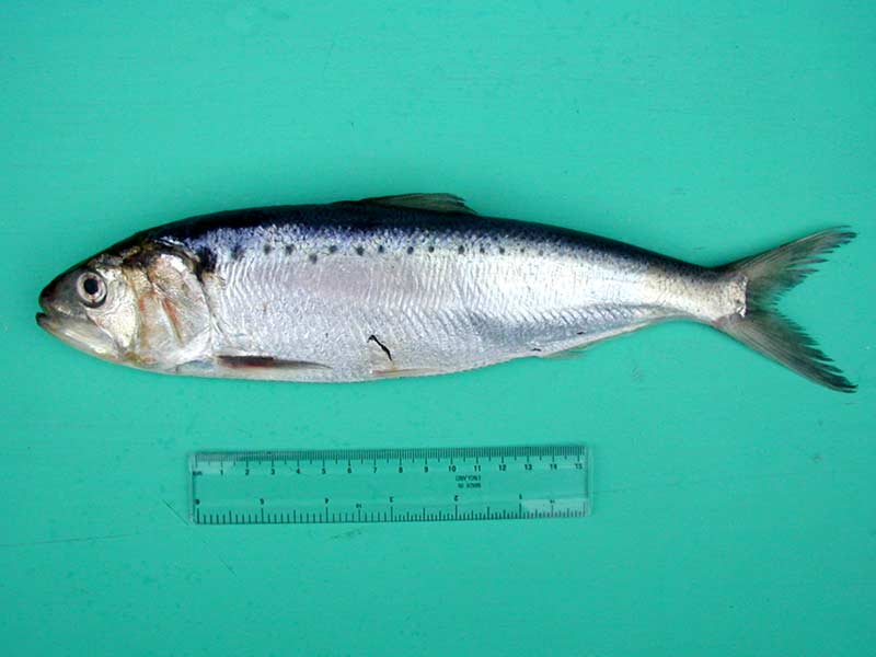 Allis shad (Alosa alosa) - MarLIN - The Marine Life Information Network