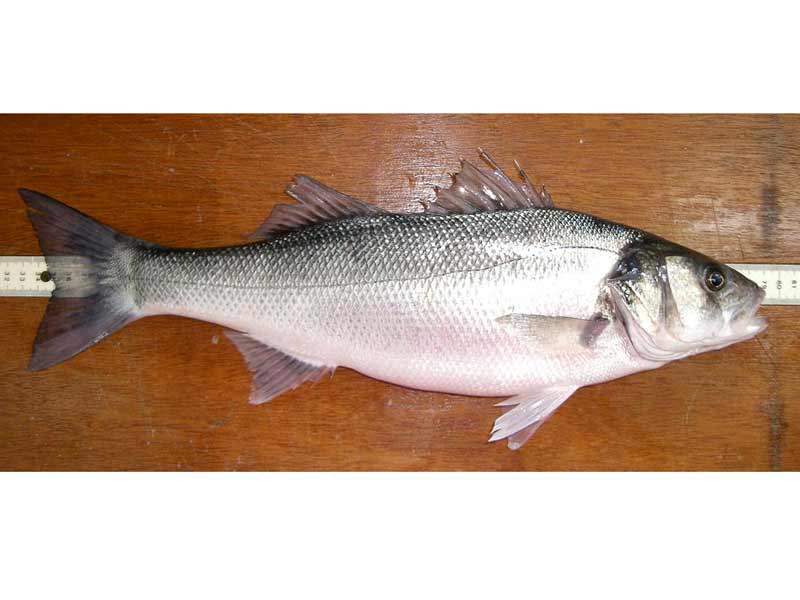 European sea bass caught near Conway and Colwyn Bay, North Wales.