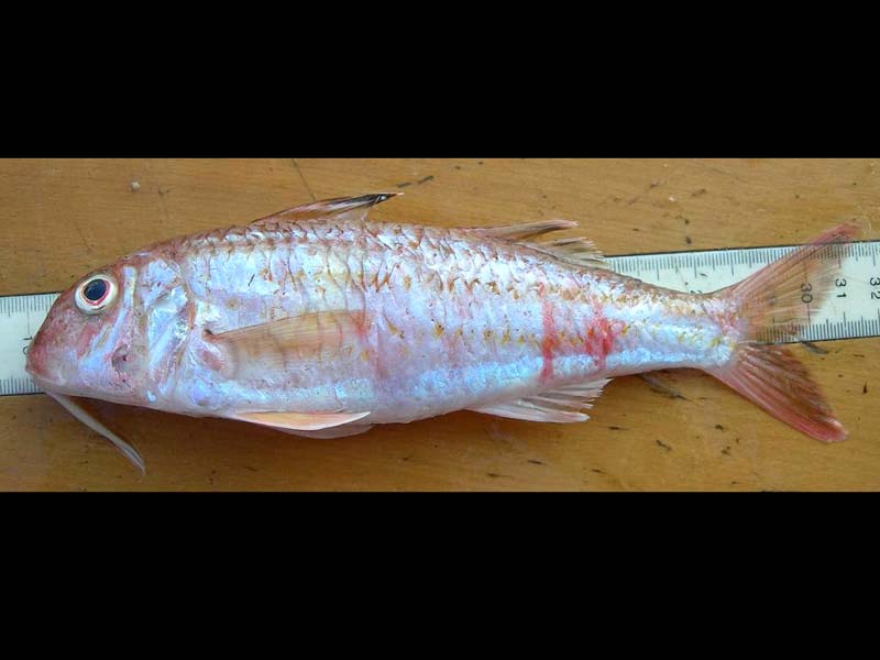 One of two striped red mullet caught offshore of Point Lynas, North Wales.