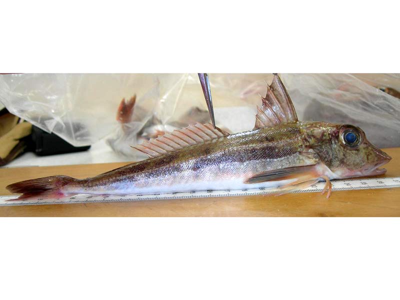 Grey Gurnard caught near Conway and Colwyn Bay, North Wales.