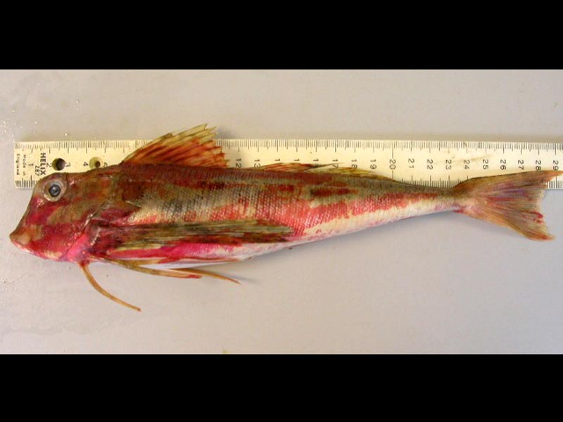 A male (stage 4) streaked gurnard caught in a trawl, measuring 29.2cm long and 269g in weight.