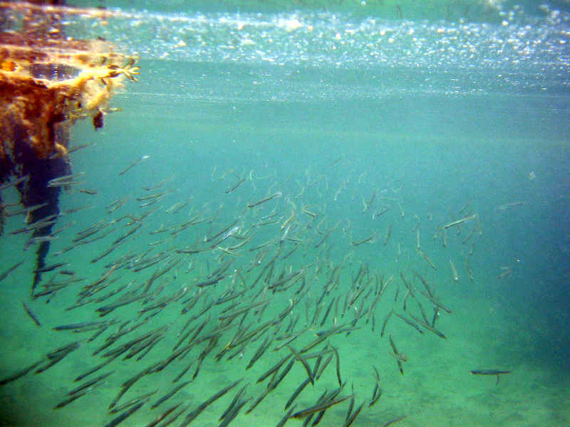 A shoal of sand eels.