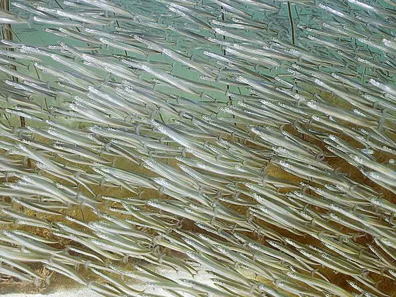 Large shoal of sand eels.