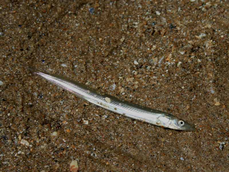 Live Ammodytes tobianus on the shore - lateral view.