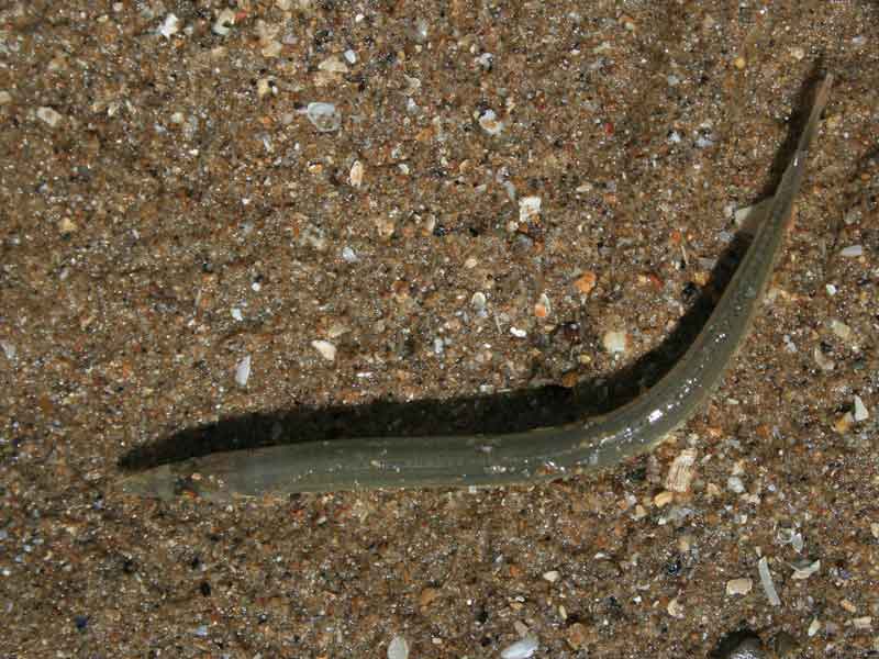 Live Ammodytes tobianus on the shore - dorsal view.