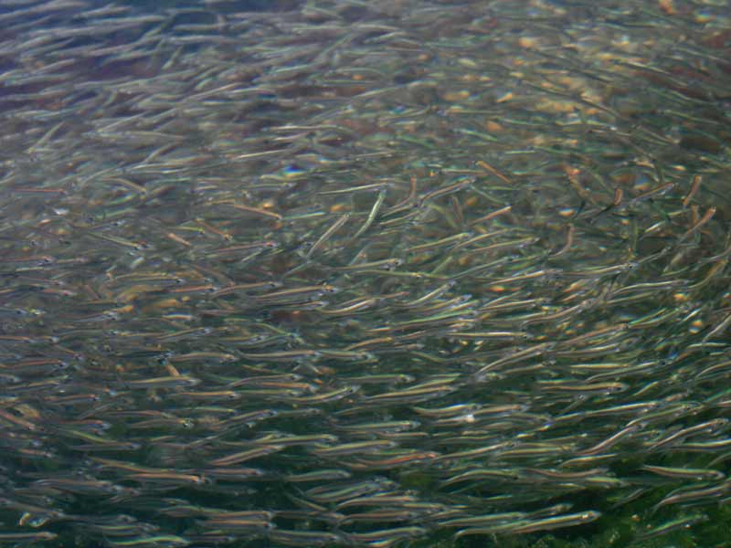 Ammodytes tobianus shoal in a rockpool - close up view.