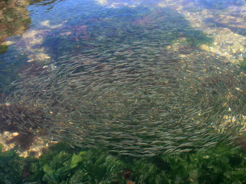 Ammodytes tobianus shoal in a rockpool.