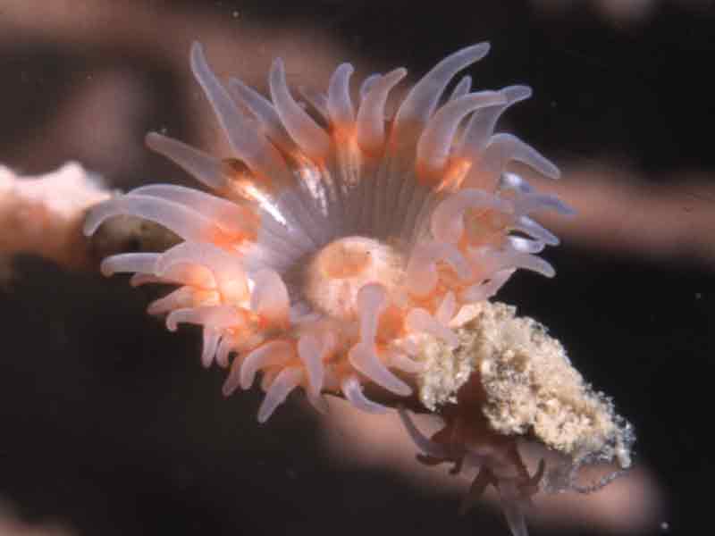 Image: Sea fan anemone on Eunicella verrucosa.