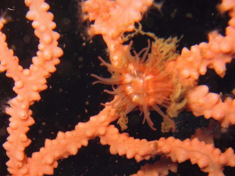 Amphianthus dohrnii in the Scilly Isles.