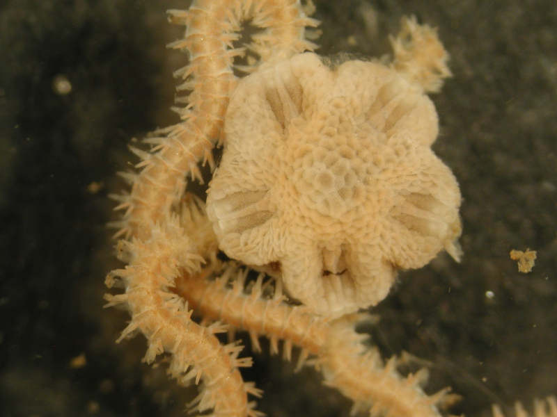 Close up of arms and disc of Amphiura filiformis.