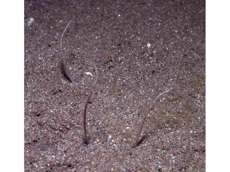 Amphiura filiformis arms protruding through sand.