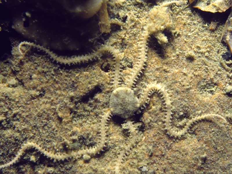 Amphipholis squamata.