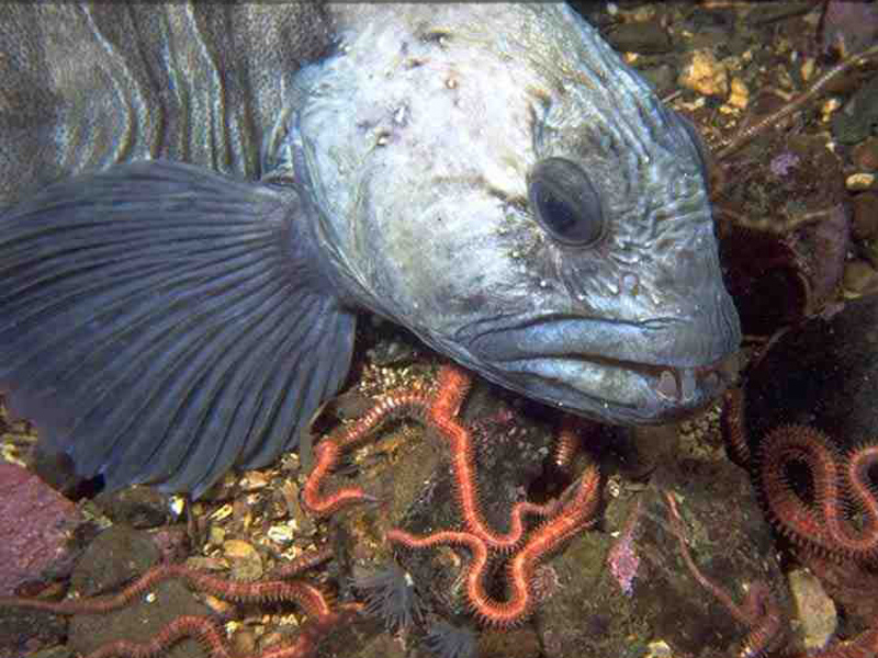 Head and pectoral fin of Anarhichas lupus.