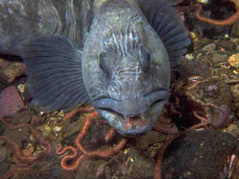 Head and pectoral fin of Anarhichas lupus.