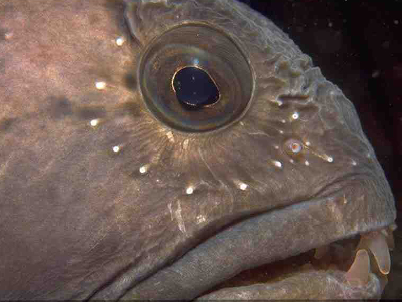 Head of Anarhichas lupus.