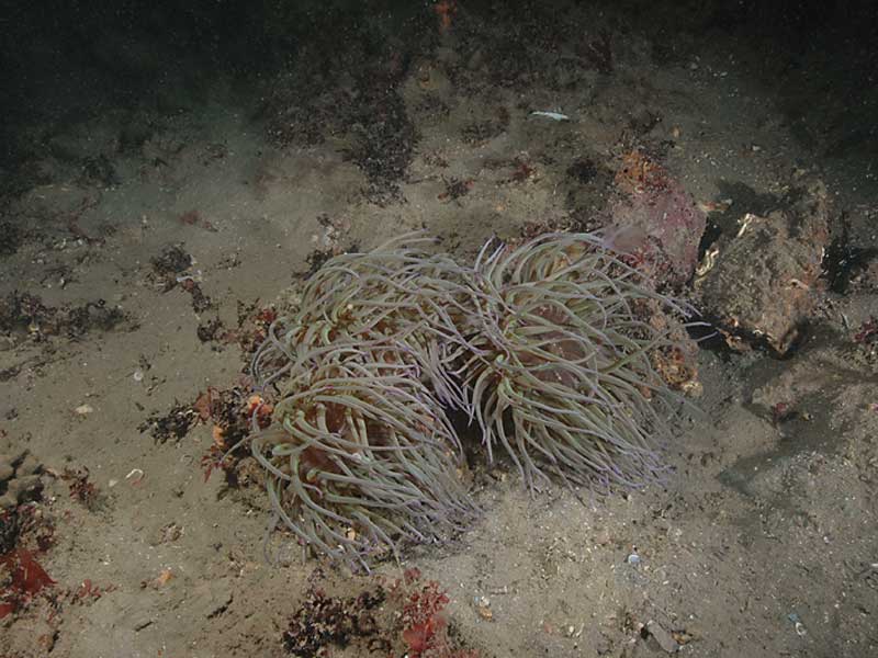 Image: Group of Anemonia viridis at Firestone Bay in Plymouth Sound.