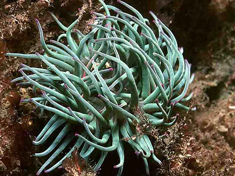 Anemone viridis amongst Dilsea carnosa at Porthkerris, Cornwall.