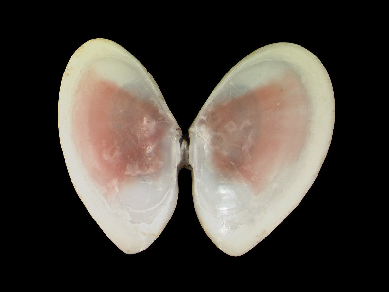 Internal view of Macomangulus tenuis valves.