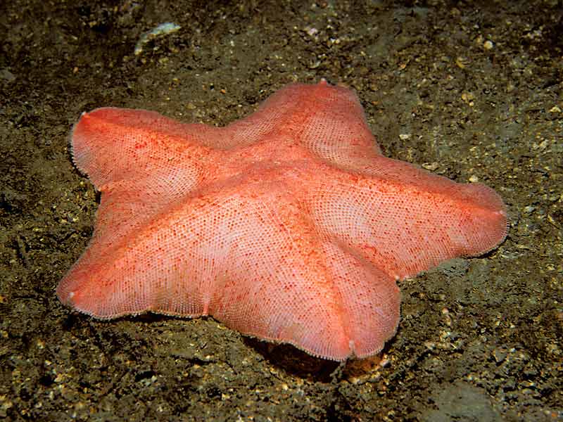 Anseropoda placenta at Sgeir Hal, Loch Seaforth, west Scotland.