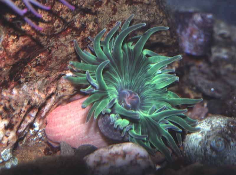 A variety of Anthopleura ballii with a green disc and tentacles, showing speckled column.