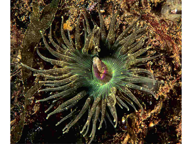 Anthopleura ballii.