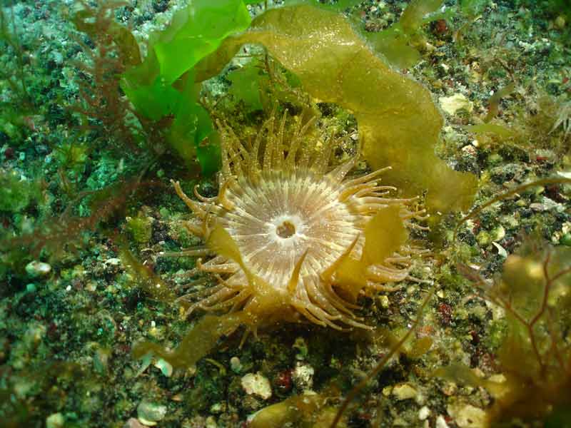Anthopleura ballii on a sublittoral seabed.