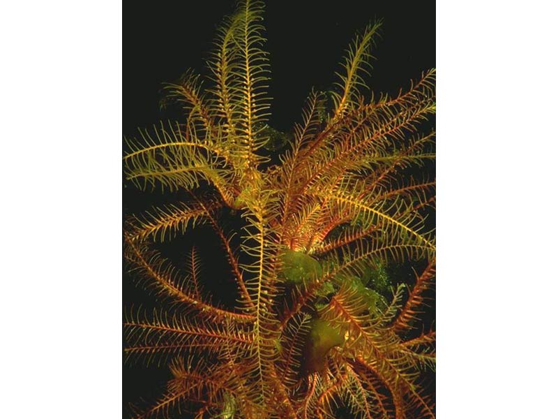 Antedon bifida feather stars.