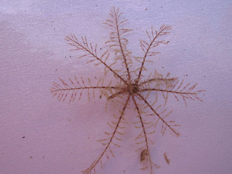 Antedon bifida from a settlement plate on a pontoon.