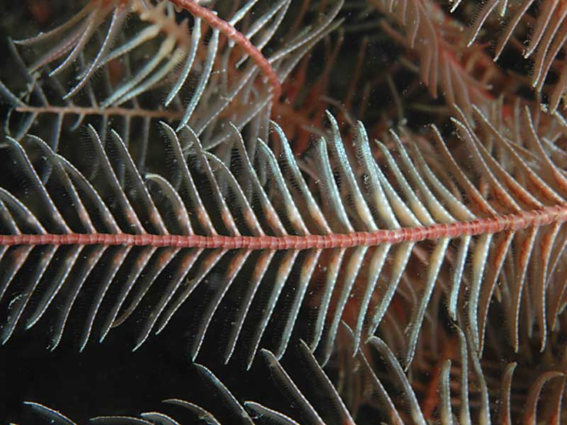 Ripe pinnules of Antedon bifida at Firestone Bay, Plymouth Sound.