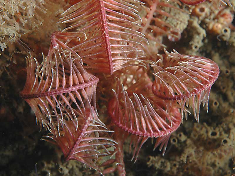 Ripe pinnules of Antedon bifida at Firestone Bay in Plymouth Sound.